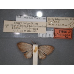 /filer/webapps/moths/media/images/M/monacaria_Cabera_HT_RMCA_02.jpg