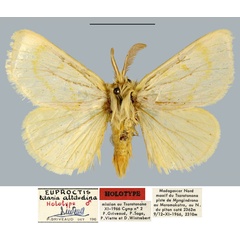 /filer/webapps/moths/media/images/A/altitudina_Euproctis_HT_MNHN.jpg