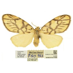 /filer/webapps/moths/media/images/P/pringlei_Tumicla_PTF_BMNH.jpg