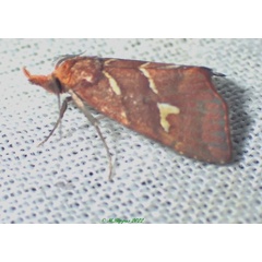 /filer/webapps/moths/media/images/A/ankasoka_Coelophoris_AM_Bippus.jpg