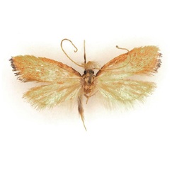 /filer/webapps/moths/media/images/K/kenyaensis_Corymbus_HT_BMNH.jpg
