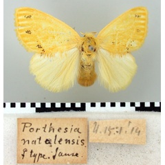 /filer/webapps/moths/media/images/N/natalensis_Porthesia_PTF_TMSA.jpg