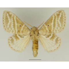 /filer/webapps/moths/media/images/G/gemmata_Eucraera_AF_Basquin_01.jpg