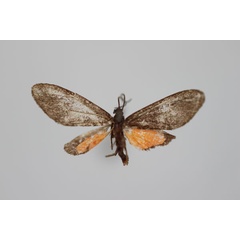 /filer/webapps/moths/media/images/P/perpusilla_Tsarafidynia_HT_BMNH.jpg