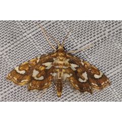 /filer/webapps/moths/media/images/C/chalcichroalis_Ambia_A_Heynsa.jpg