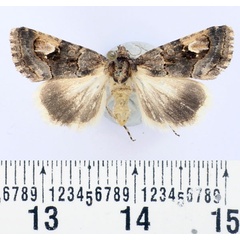 /filer/webapps/moths/media/images/T/tenera_Epharmottomena_AM_BMNH.jpg