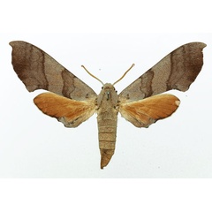 /filer/webapps/moths/media/images/C/coryndoni_Polyptychus_AF_Basquin.jpg