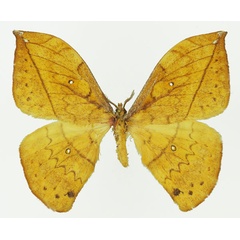 /filer/webapps/moths/media/images/V/vandenberghei_Pselaphelia_AM_Basquina.jpg