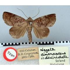 /filer/webapps/moths/media/images/D/deviridata_Negeta_HT_BMNH.jpg