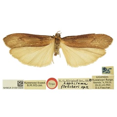 /filer/webapps/moths/media/images/F/fletcheri_Lophilema_PTM_BMNH.jpg
