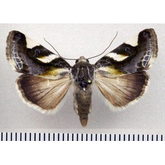 /filer/webapps/moths/media/images/T/trimaculata_Acontia_AF_Fiebig.jpg