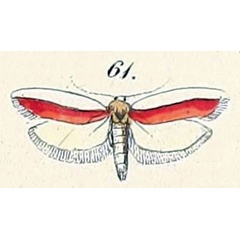 /filer/webapps/moths/media/images/H/haematella_Apiletria_HT_Felder_1875_138-61.jpg