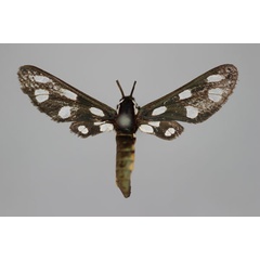 /filer/webapps/moths/media/images/X/xanthopleura_Amata_HT_BMNH.jpg