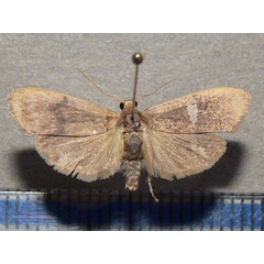 /filer/webapps/moths/media/images/A/angulifascia_phryganopsis_A_Goff_01.jpg