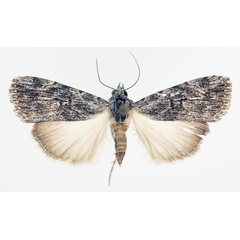 /filer/webapps/moths/media/images/W/waterbergensis_Hypotacha_A_TMSA_02.jpg