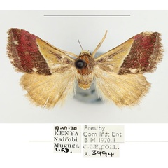/filer/webapps/moths/media/images/F/flavibasis_Eublemma_A_BMNH.jpg