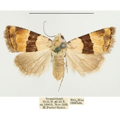 /filer/webapps/moths/media/images/M/mesozona_Pseudozarba_AF_BMNH.jpg