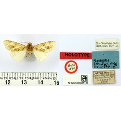 /filer/webapps/moths/media/images/M/mariae_Nyodes_HT_BMNH.jpg