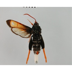 /filer/webapps/moths/media/images/D/difformis_Alonina_STF_BMNH.jpg