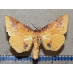 /filer/webapps/moths/media/images/F/fulminans_Lophiophora_A_Goff_01.jpg