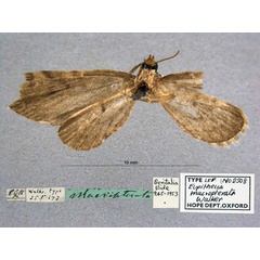 /filer/webapps/moths/media/images/M/macropterata_Eupithecia_HT_OUMNH_02.jpg