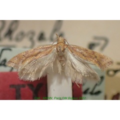 /filer/webapps/moths/media/images/S/silvestriella_Rhozale_HT_MNHN.jpg
