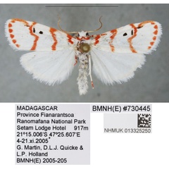 /filer/webapps/moths/media/images/L/lobata_Cyana_PTM_BMNH_02.jpg