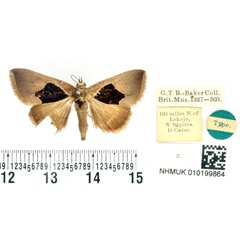 /filer/webapps/moths/media/images/O/oxyprora_Baniana_HT_BMNH.jpg