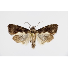 /filer/webapps/moths/media/images/R/rubondoensis_Dracontogena_AM_KSund_01.jpg