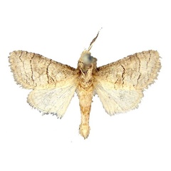 /filer/webapps/moths/media/images/T/tahamae_Afroarabiella_HT_BMNH.jpg
