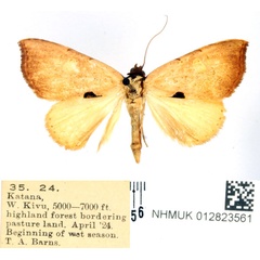 /filer/webapps/moths/media/images/E/endoselene_Marcipa_AF_BMNH.jpg