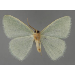 /filer/webapps/moths/media/images/M/melanostigma_Prasinocyma_HT_ZSM_02.jpg