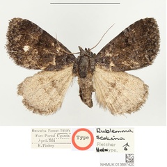 /filer/webapps/moths/media/images/S/scotina_Eublemma_HT_BMNH.jpg