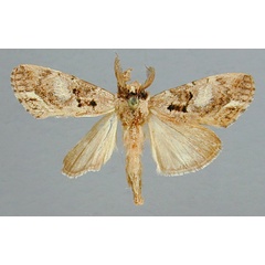 /filer/webapps/moths/media/images/A/agrotoides_Stenostaura_A_RMCA_01.jpg