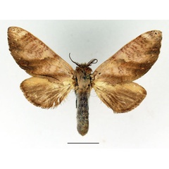 /filer/webapps/moths/media/images/I/immodica_Tricholoba_AM_Basquin_02.jpg