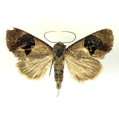/filer/webapps/moths/media/images/O/oediplaga_Westermannia_A_RMCA.jpg
