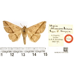 /filer/webapps/moths/media/images/S/straminilinea_Ugia_HT_BMNH.jpg