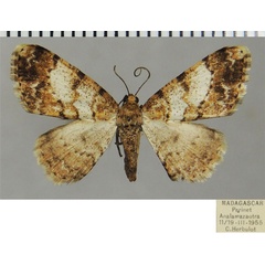 /filer/webapps/moths/media/images/A/annumerata_Ectropis_AF_ZSM.jpg