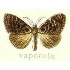 /filer/webapps/moths/media/images/V/vaporata_Orgyia_HT_Hering_26e.jpg