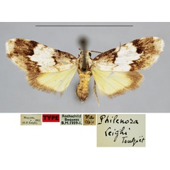 /filer/webapps/moths/media/images/L/leighi_Exilisia_HT_BMNH_0ihhd4m.jpg