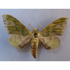 /filer/webapps/moths/media/images/V/virescens_Chloroclanis_A_Baron_01.jpg