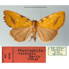 /filer/webapps/moths/media/images/R/richinii_Phyllophila_HT_MSNM.jpg