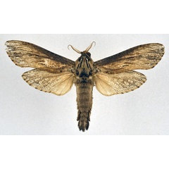 /filer/webapps/moths/media/images/T/tandoensis_Strigocossus_AM_NHMO.jpg