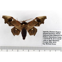 /filer/webapps/moths/media/images/S/specularia_Dioptrochasma_AM_Ochse_01.jpg