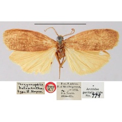 /filer/webapps/moths/media/images/H/holoxantha_Phryganopsis_HT_BMNH.jpg