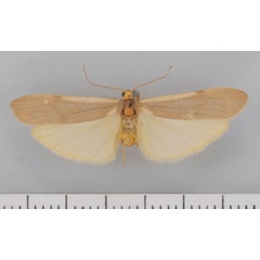 /filer/webapps/moths/media/images/G/goniogramma_Campteropsis_AM_TMSA.jpg