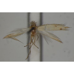 /filer/webapps/moths/media/images/E/edocta_Bucculatrix_PLT_BMNH.jpg