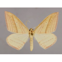 /filer/webapps/moths/media/images/S/silonaria_Scopula_A_ZSM_01.jpg