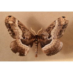 /filer/webapps/moths/media/images/W/widenmanni_Dactyloceras_A_Butler.jpg