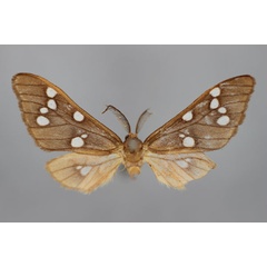 /filer/webapps/moths/media/images/E/erubescens_Pseudothyretes_HT_BMNH.jpg